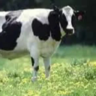 Employment agency abroad Farmstead service