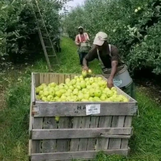Agency Canadian fruit and produce 
